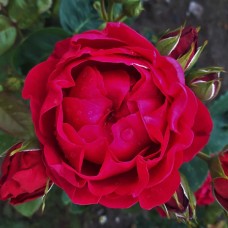 Trandafir teahibrid Ascot RN